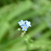 野に咲く小さな花
