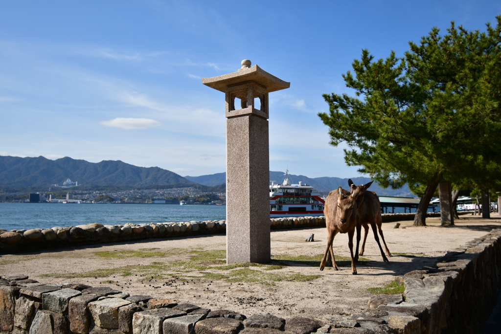 宮島の鹿たち