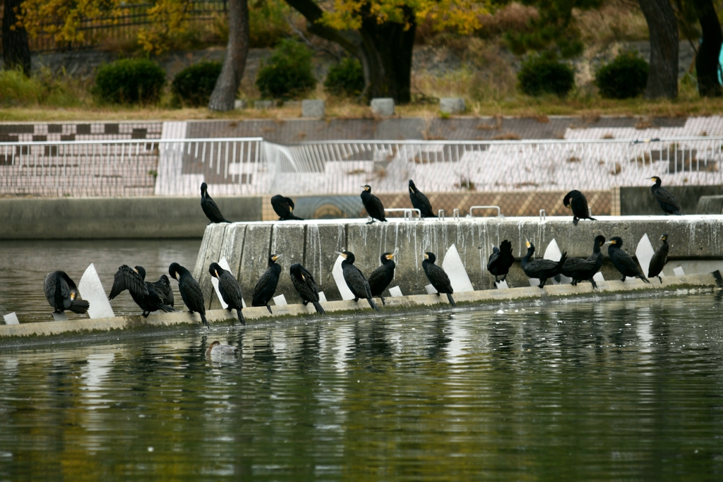 カワウの群れ