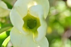 花びらのなか