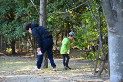 銀杏ひろい