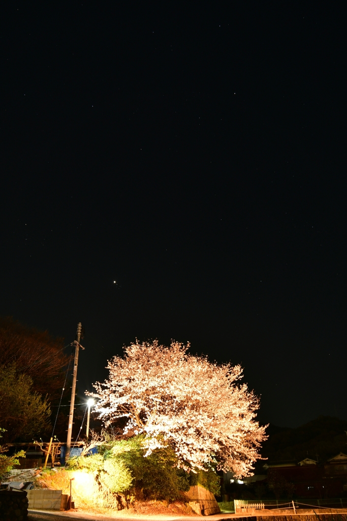 桜舞台