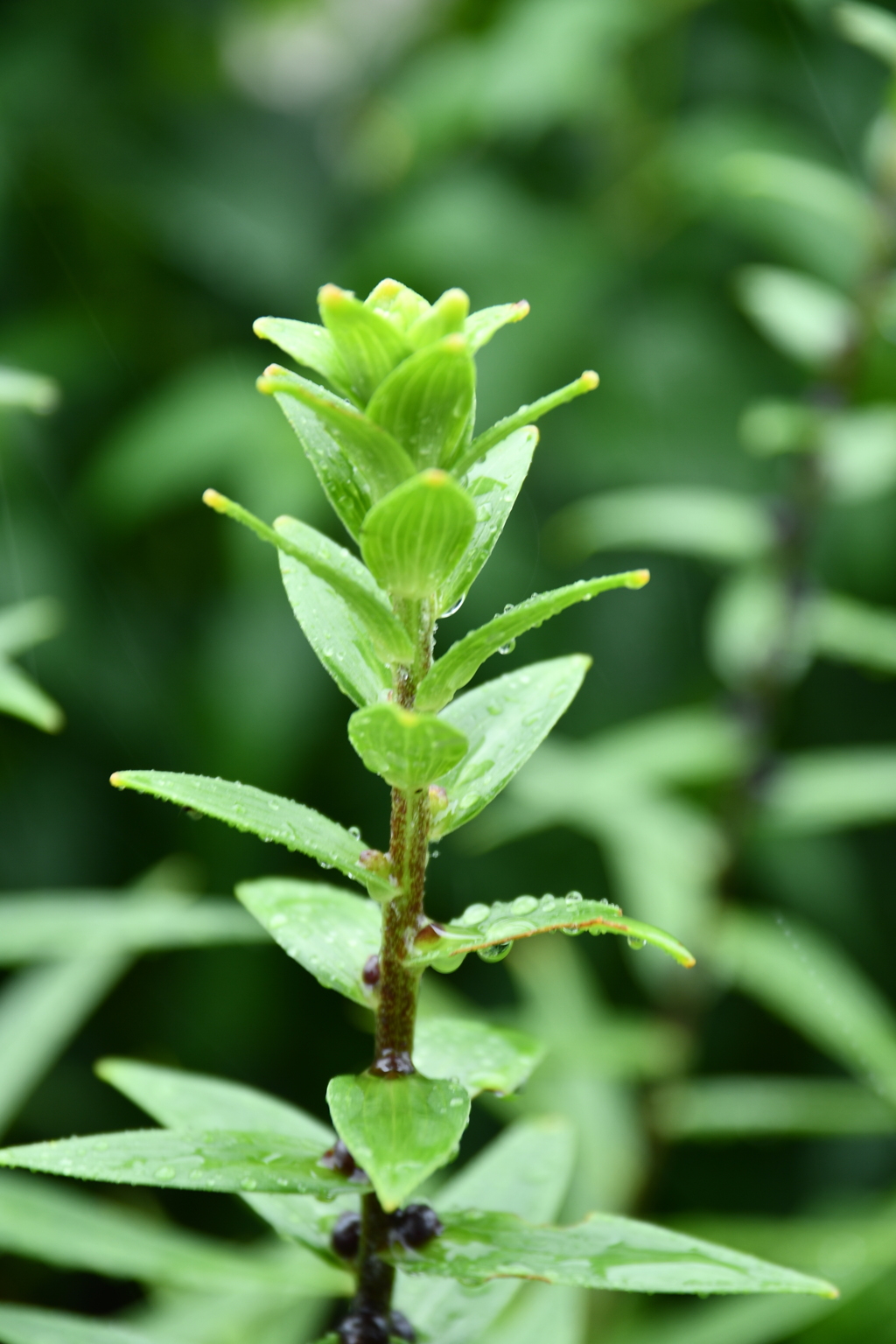 雨に濡れる草