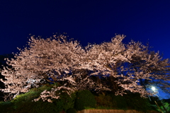 近所の桜スポット