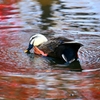 紅い水面でのんびり