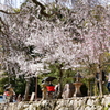 春の宮島④
