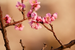 蕾梅