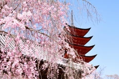 宮島五重塔と桜