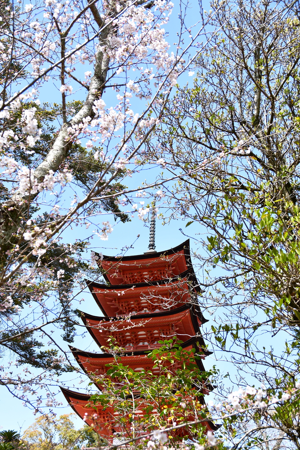 宮島五重塔と桜②