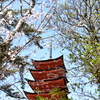 宮島五重塔と桜②
