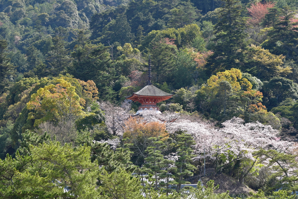 春の宮島⑥