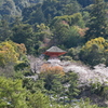 春の宮島⑥