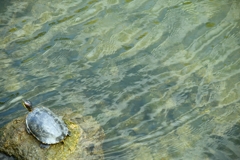 カメの日向ぼっこ