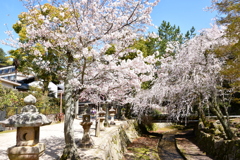 春の宮島②