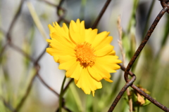 線路脇でたくましく咲く花