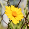 線路脇でたくましく咲く花