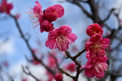 小梅日和②