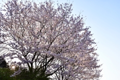 桜の夕景