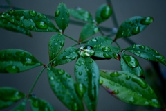 水滴あそび
