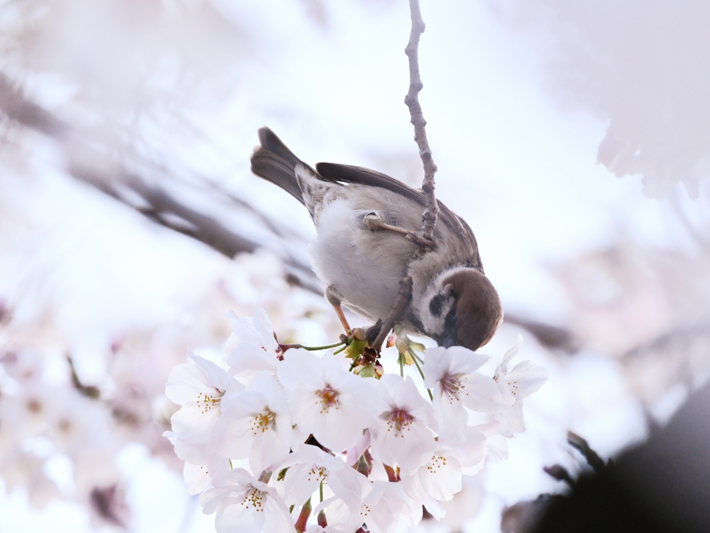 さくらにチュッ