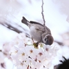 さくらにチュッ