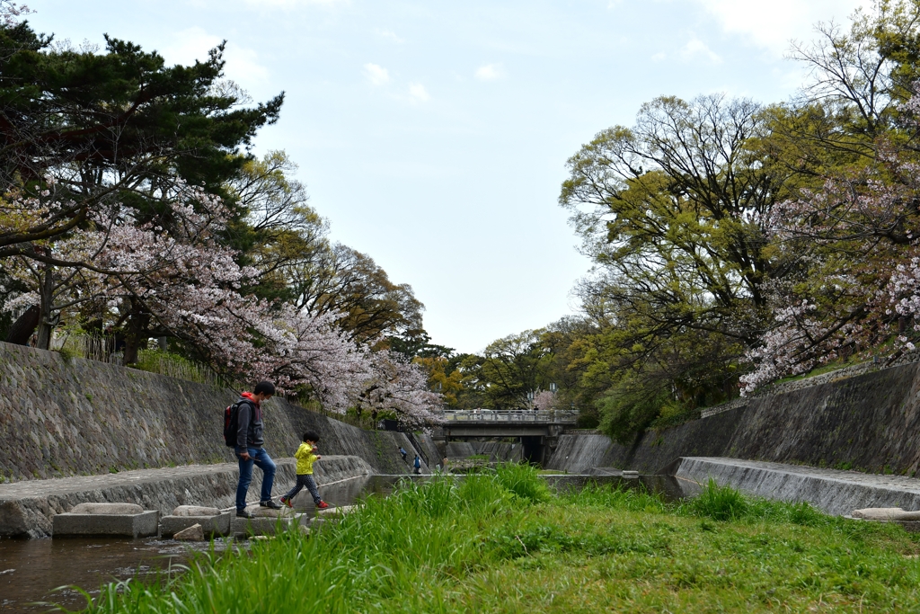 さくら夙川②