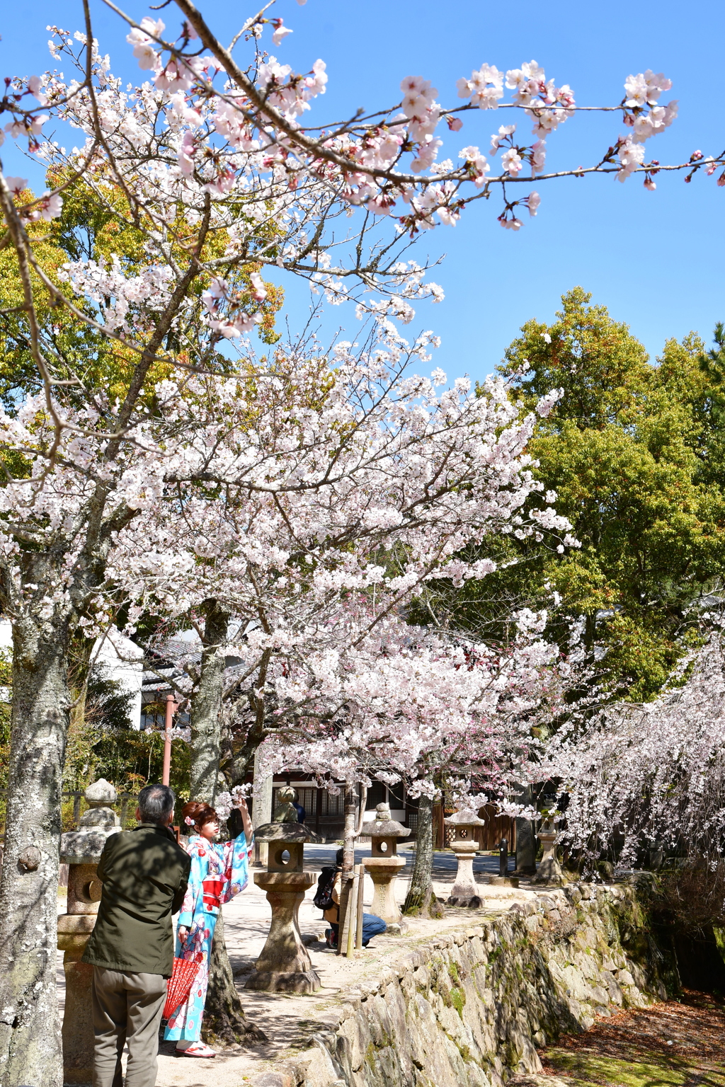 桜の下でモデル撮影を撮影