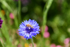 花から花へ②