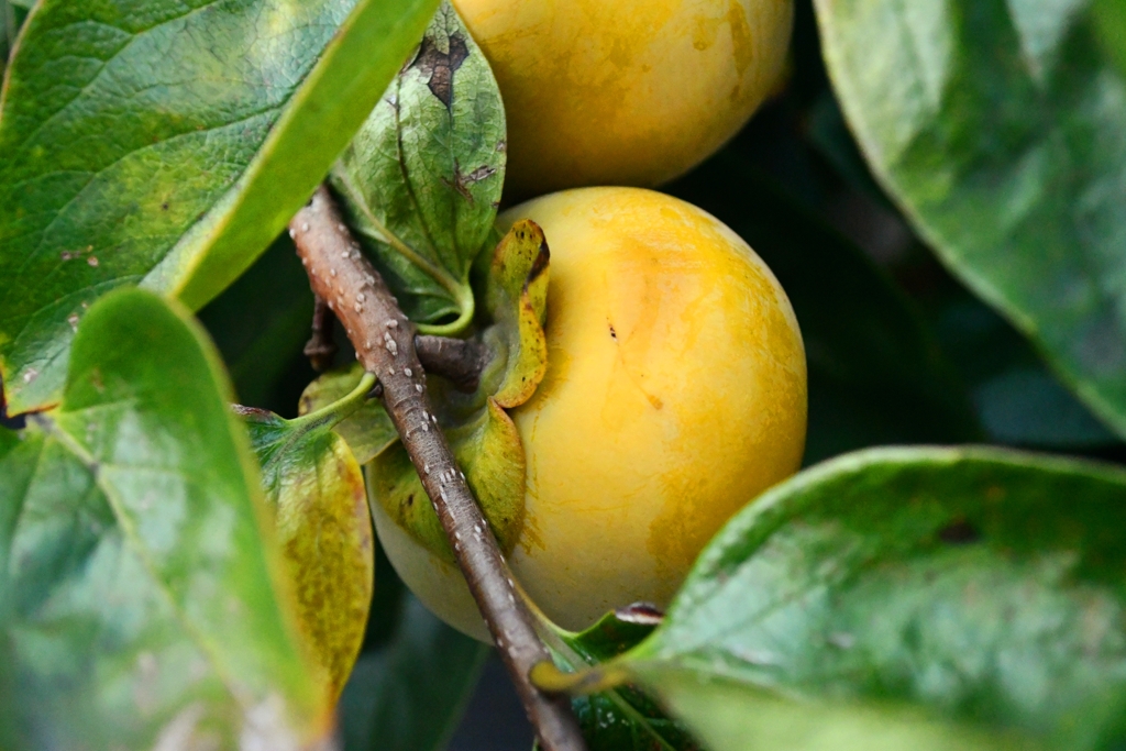 もう少し待とう