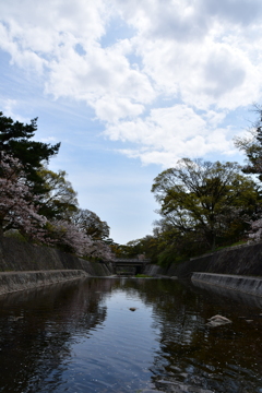 さくら夙川④