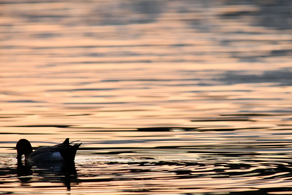 夕景にカモ