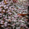 散り桜
