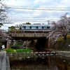 さくら夙川③