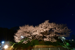 夜桜