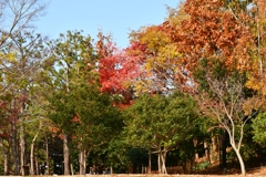 秋の公園