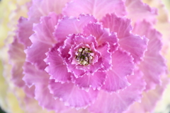 フリルのような花②