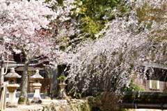 桜の競演