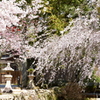 桜の競演