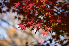 紅葉