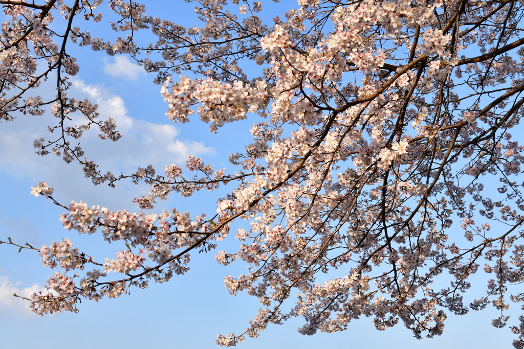 青空に桜