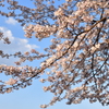 青空に桜