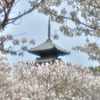 春恋し（仁和寺御室桜）