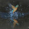 Splash