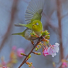 あっちの蜜は甘いぞ！！　 え、どこ？