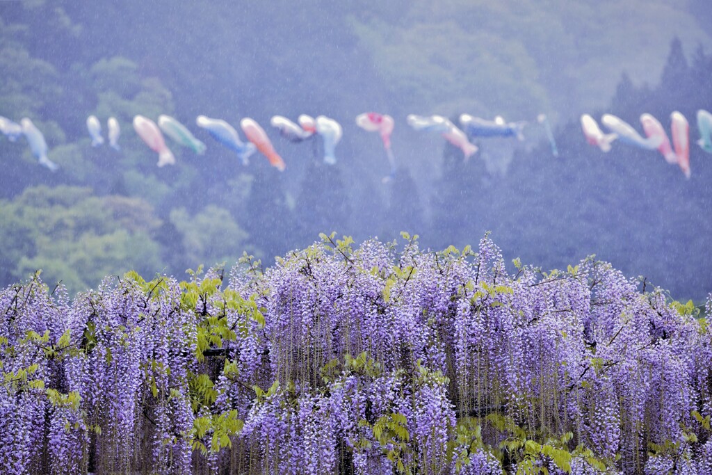 藤と鯉のぼりそして雨