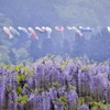 藤と鯉のぼりそして雨