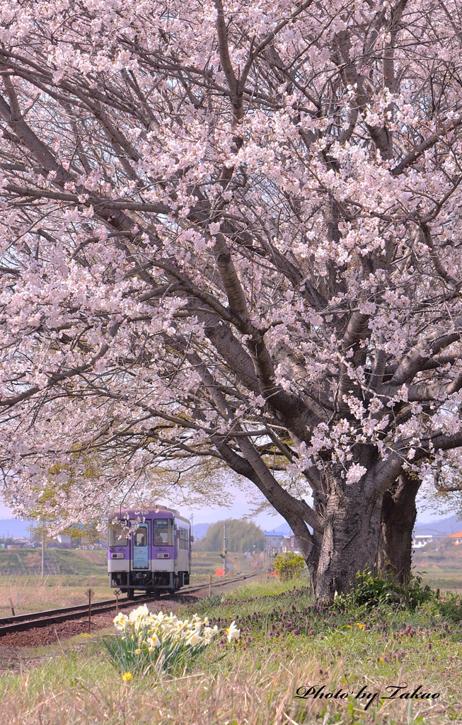 桜に心魅かれて