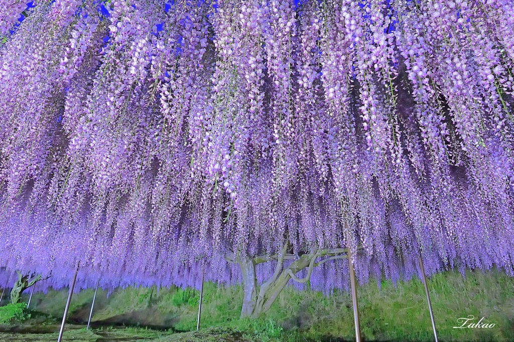 白毫寺　九尺藤