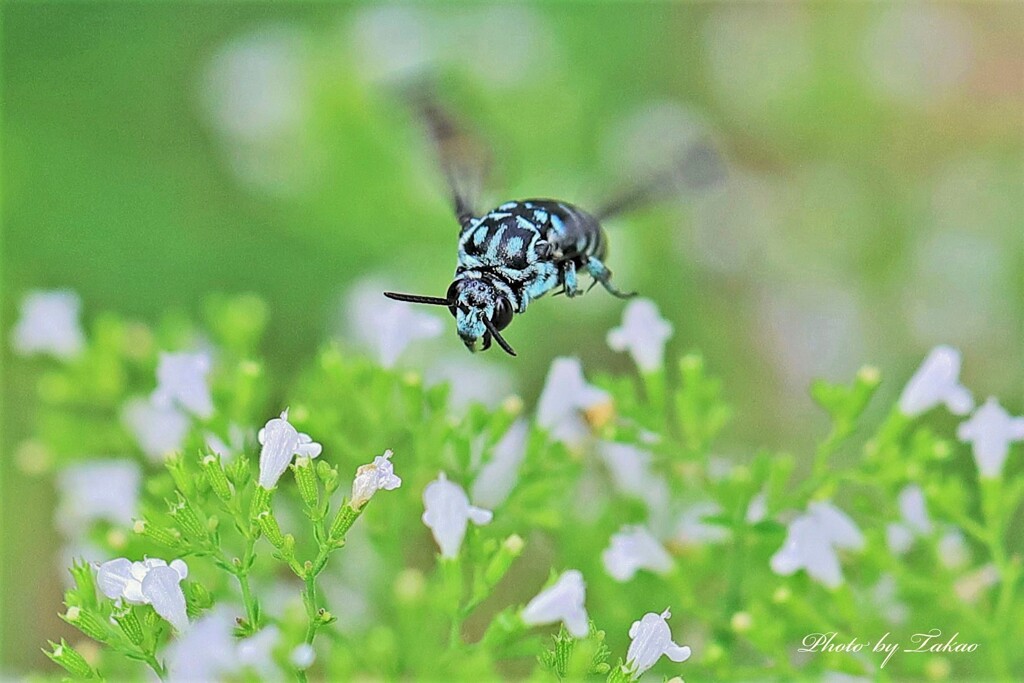 幸せを呼ぶ青い蜂