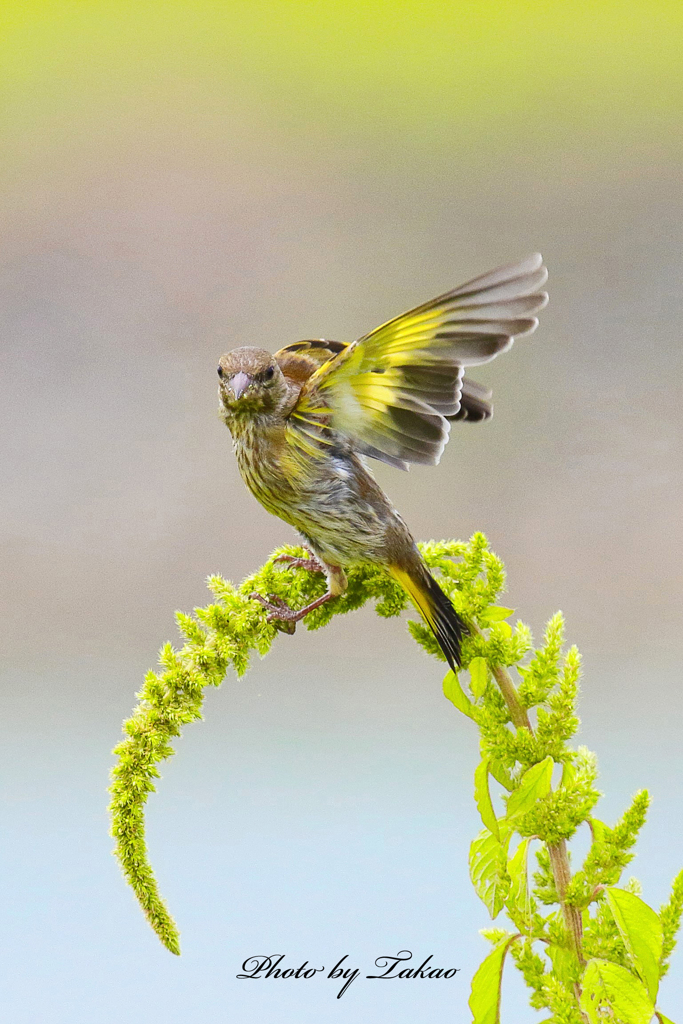 胸を張って生きていこう